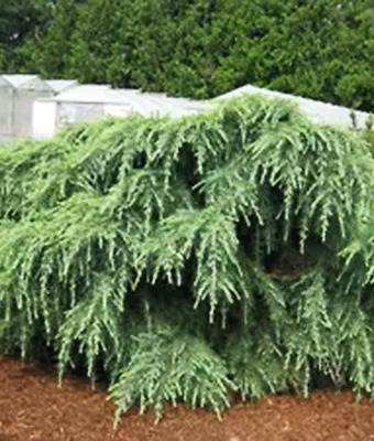 Pacific Pearl Deodar Cedar