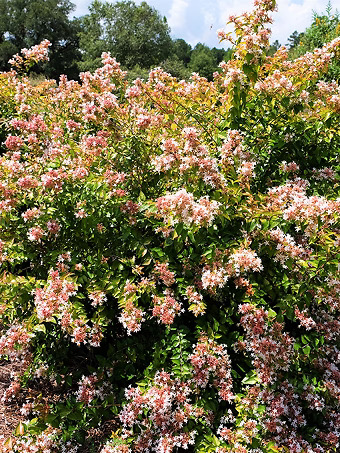 Peach Perfection® Abelia