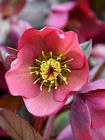 Penny's Pink Hellebore