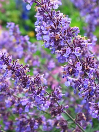 Picture Purrfect Catmint