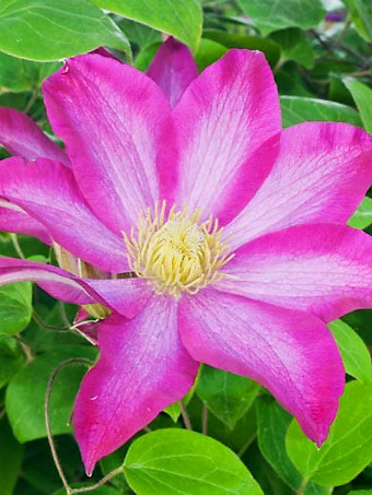 Pink Champagne Clematis