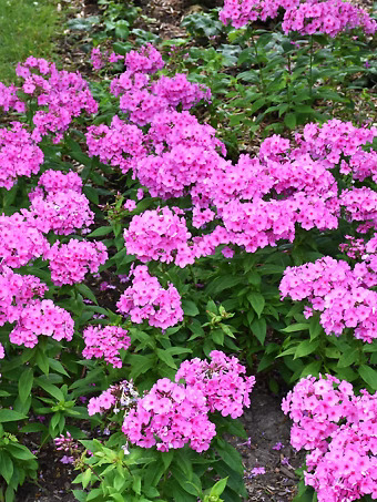 Pink Flame Phlox