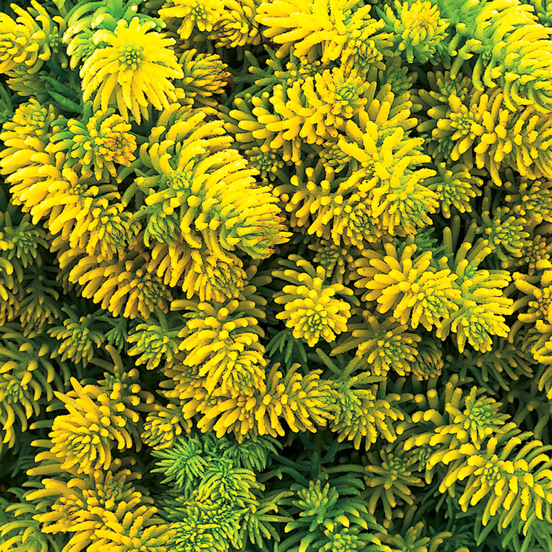 Prima Tree Prima Angelina Sedum For Sale Online | The Tree Center