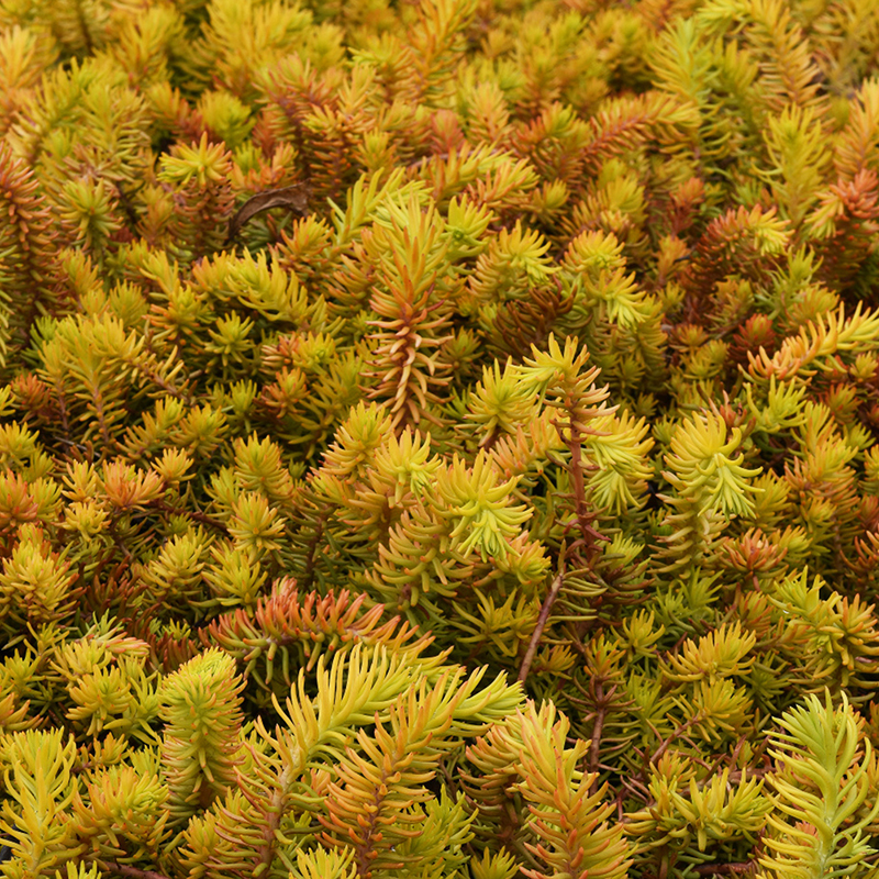 Prima Tree Prima Angelina Sedum For Sale Online | The Tree Center