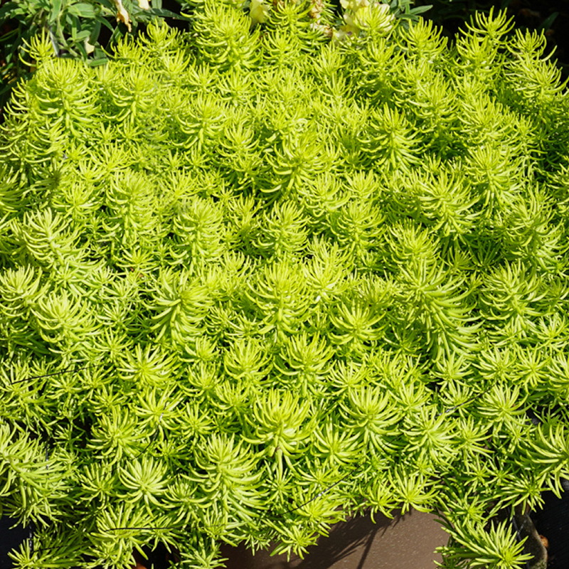 Prima Tree Prima Angelina Sedum For Sale Online | The Tree Center