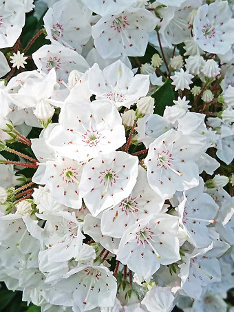 Pristine Mountain Laurel