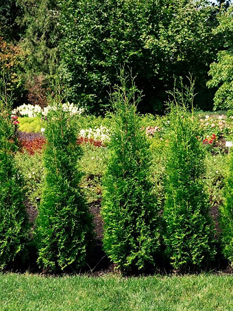 Private Jet™ Arborvitae