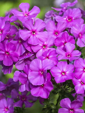 Purple Flame Phlox
