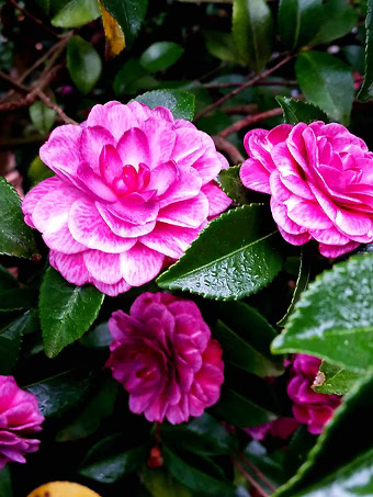 Purple Haze Camellia
