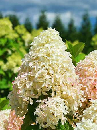 Quick Fire Fab Hydrangea