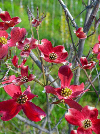 Ragin' Red Dogwood