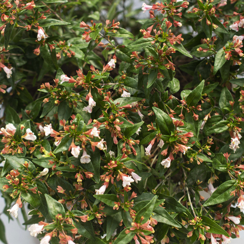 Raspberry Perfection™ Abelia For Sale Online | The Tree Center