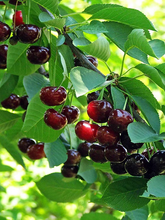Romeo Dwarf Cherry Tree