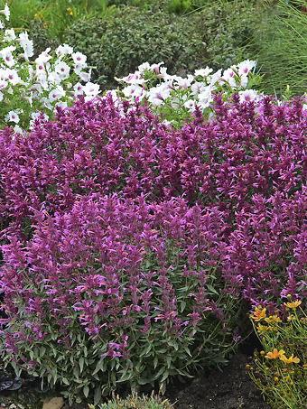 Rosie Posie Agastache