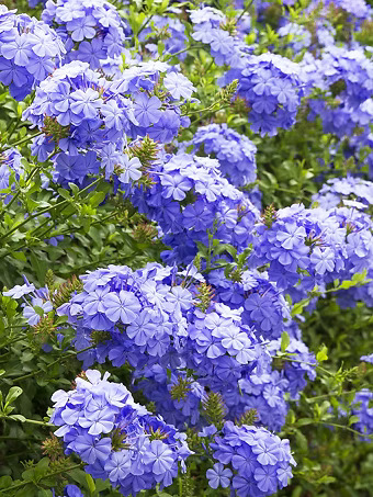 Royal Cape® Plumbago