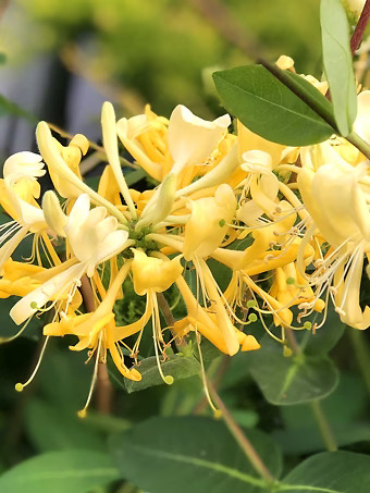 Scentsation Honeysuckle Vine