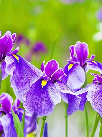 Sensation Japanese Iris