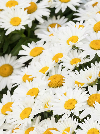 Shortstop™ Shasta Daisy