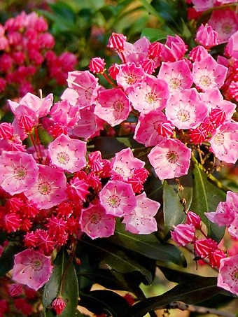 Show Time Mountain Laurel