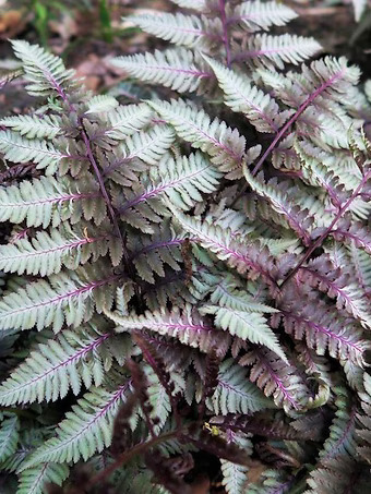 Silver Falls Painted Fern