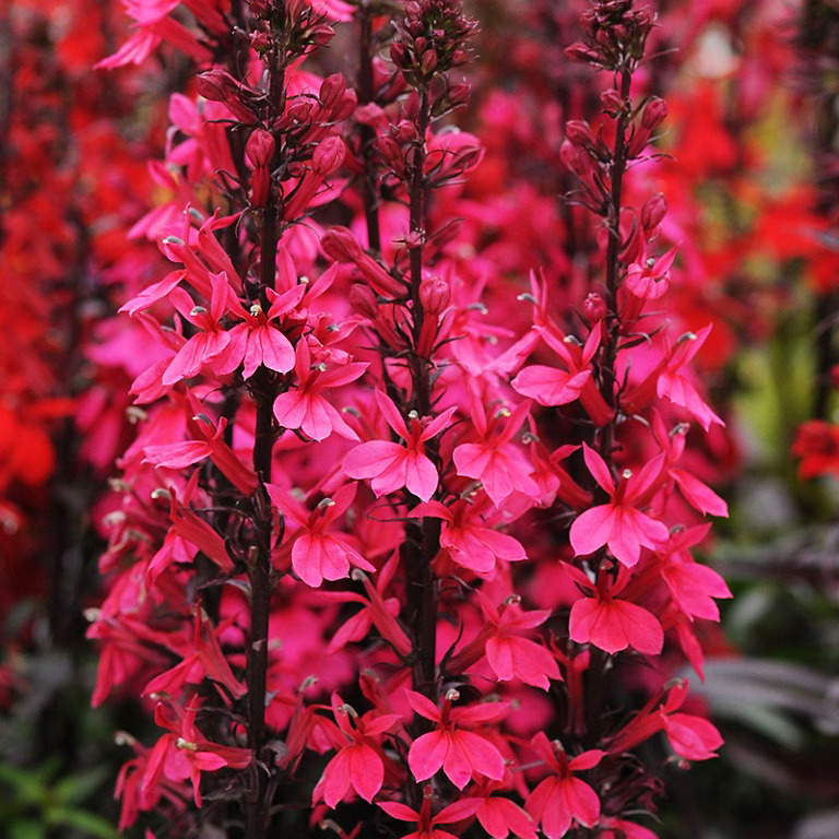 Starship™ Deep Rose Cardinal Flower For Sale Online | The Tree Center
