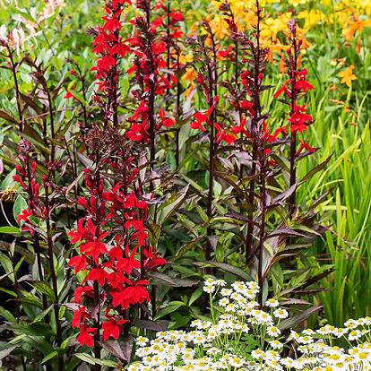 Deep Cardinal Starship™ Deep Rose Cardinal Flower For Sale Online | The Tree Center