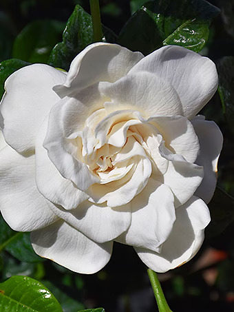 Summer Snow® Gardenia