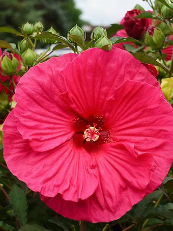 Summer in Paradise Hibiscus