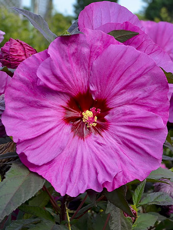 Summerific®Berry Awesome Hibiscus