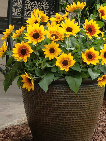 SunBelievable® Brown Eyed Girl Helianthus