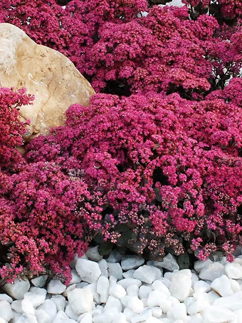 SunSparkler® Dazzleberry Sedum