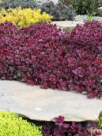 SunSparkler® Firecracker Sedum