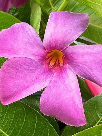 Sun Parasol® Original XP Bluephoria™ Mandevilla