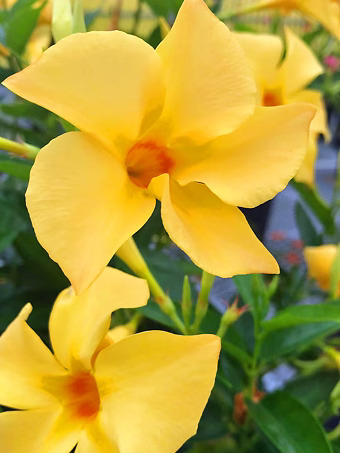 Sun Parasol® Sunbeam Mandevilla