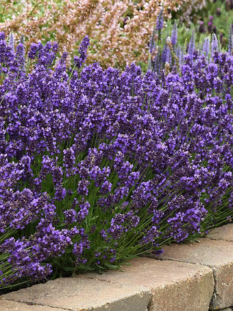 SuperBlue English Lavender