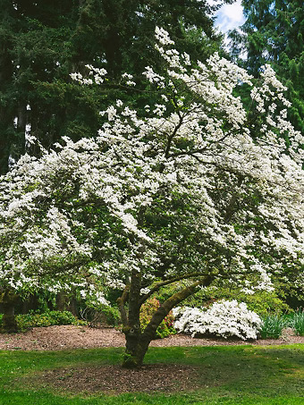 Super Princess Dogwood