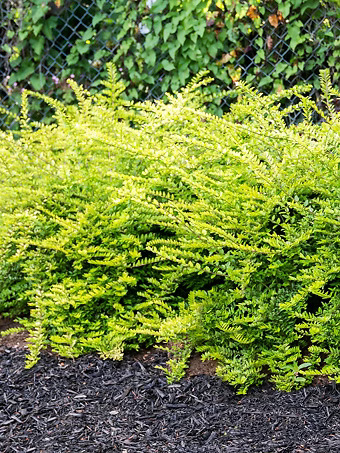 Thunderbolt® Box Honeysuckle