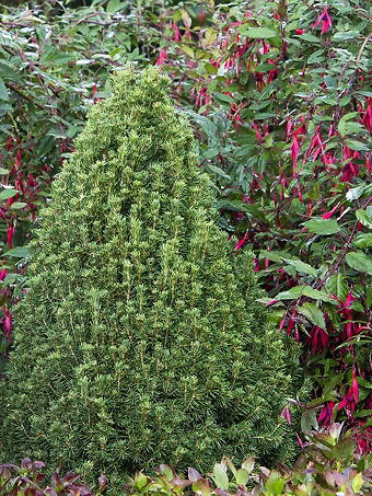 Tiny Tower® Dwarf Alberta Spruce