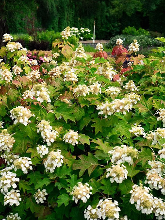 Toy Soldier™ Hydrangea
