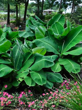 Truly Tiny Banana Tree