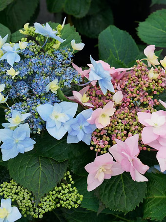 Tuff Stuff Ah-Ha® Hydrangea
