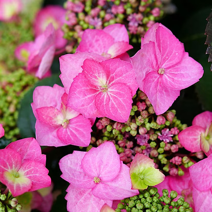 Hydrangea View Fun Tuff Stuff® Top Fun Hydrangea For Sale Online | The Tree Center