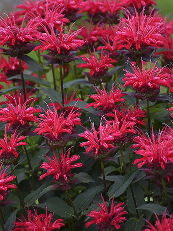 Upscale® Red Velvet Bee Balm