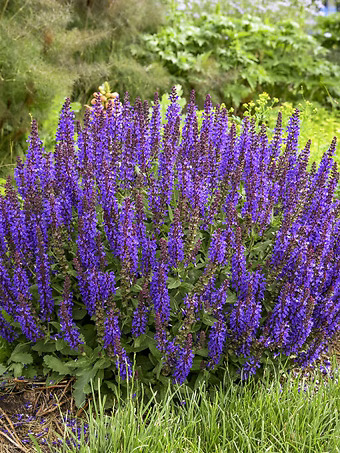 Violet Profusion Salvia
