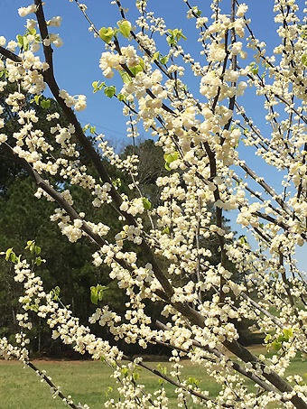 White Pom Poms Redbud