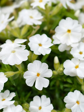 White Delight Creeping Phlox