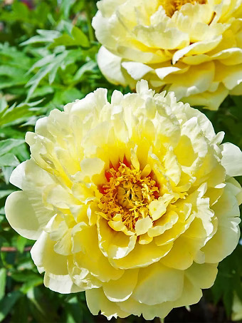 Bartzella Peony