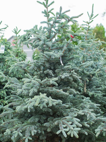 Bob's Blue Colorado Spruce