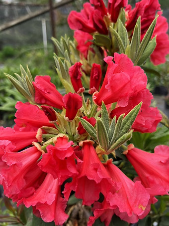 Elizabeth Rhododendron