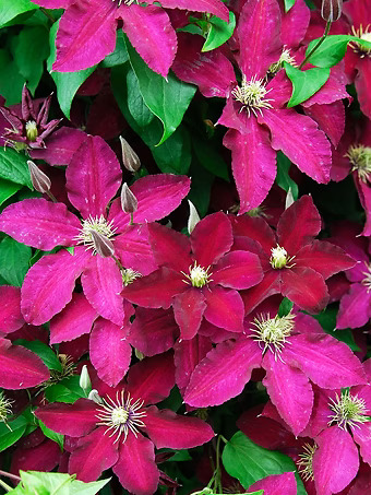 Ernest Markham Clematis